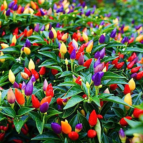 Saterkali Mehrfarbiger Pfeffer, gesunde Chili-Samen, 50 Stück, mehrfarbiger Pfeffer, gesunde Chili-Samen, Pflanze, Blume, Hausgarten, Ornament Mehrfarbig