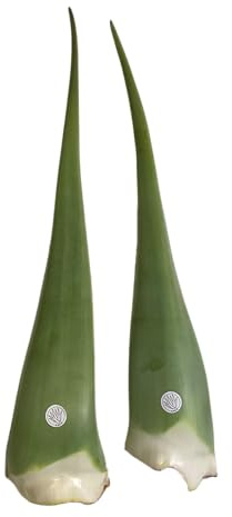 Hoja de Aloe Vera Fresca Natural Gel Ecologico certificado (5)
