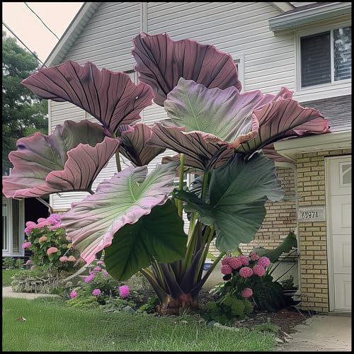 Easy to Plant/Wedding Flowers/Excellent Display, Elephant Ear Bulbs/Flowering Rhizome, Alocasia Bulbs/Good for Containers-3 Bulbs-A