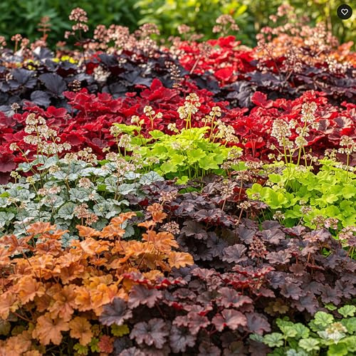 Colección Heuchera Mixta (3 Plantas en Maceta de 11cm) - Campanas de Coral para Sombra y Color - Follaje Vibrante para tu Jardín. Ideal para Zonas de Sombra y Perennes.