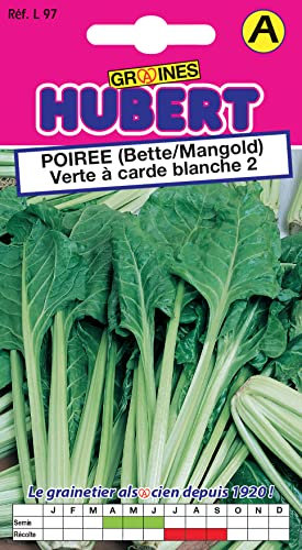 Graines de Poirée (Bette/Mangold) Verte à carde blanche 2 - 5 grammes