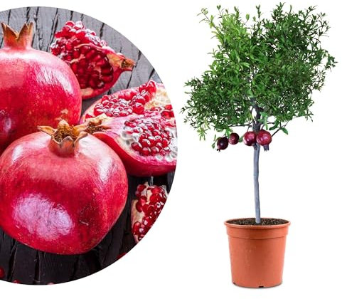 Meine Orangerie Granatapfelbaum 'Grande' – Punica granatum – winterhart & mediterran – ideal für Kübel & Garten – dekorativer Obstbaum mit essbaren Früchten - Höhe inkl. Topf ca. 80-100cm