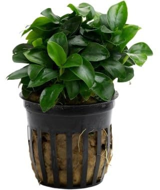 Anubias Nana Bonsai – Pianta Viva per Acquario Facile – Ideale per Neofiti – Crescita Lenta, da Fissare su Legni o Rocce