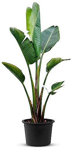 TROPICTREES Strelitzia Augusta | Zimmerpflanze pflegeleicht | Exotische Eleganz mit bemerkenswerten Blüten und pflegeleichter Pracht | Strelizienpflanze echt | 140-160cm