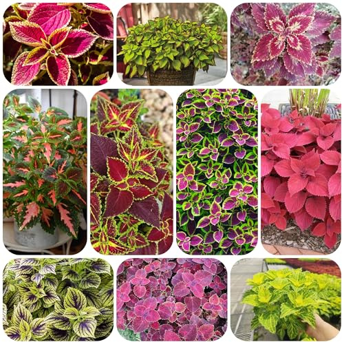 Semillas de coleus - decoración de balcones camas elevadas para jardín plantas resistentes para el jardín semillas prado flores perennes resistentes plantas interior en macetas jardín 80pcs