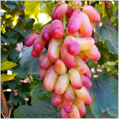 Trauben, kernlose Trauben – winterharte, mehrjährige Trauben, ideal für Gärten und Behälter – pflegeleicht-1 Wurzel-I