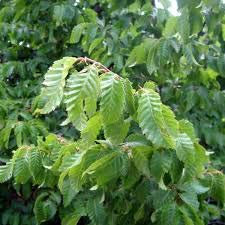Oriental Carpino Carpinus Orientalis 5,10,20 Seeds (5)