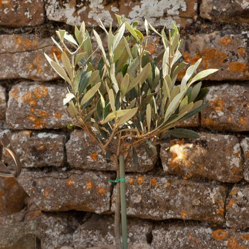 YouGarden Mini Standard Olive Tree in 13cm Pot, 20-30cm Tall, Ready to Display or Plant