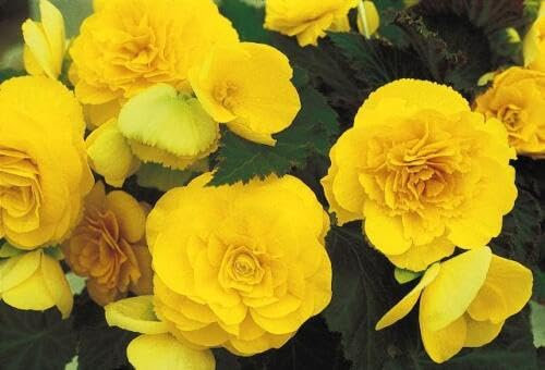 Buy4seeds 15 Seeds Flower Begonia Tuberous Non Stop Yellow f1 Easy to Grow