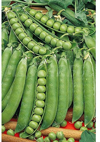 Semillas hortícolas - Guisante lincoln de mata baja 250gr - Mascarell