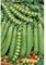 Semillas hortícolas - Guisante lincoln de mata baja 250gr - Mascarell