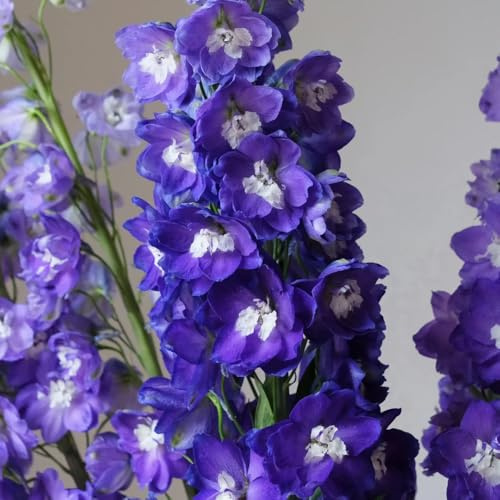 semi di delphinium resistente perenne - delphinium - balcone, resistenti all'esterno Decorazione da giardino per esterno, balcone da giardino, 500pcs