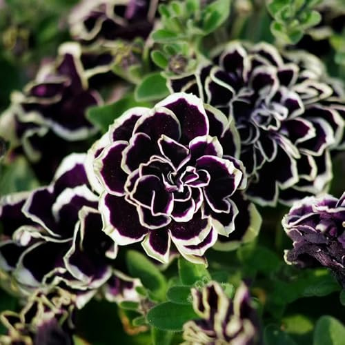 semi di petunia - estivi giardino balcone resistenti in vaso estremamente primaverili rupestri 300pcs