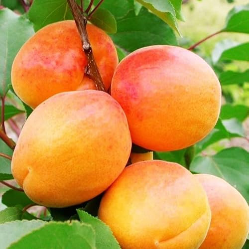 ALBICOCCO SAN CASTRESE (PRUNUS ARMENIACA) - Albero da frutta frutto foto Reali