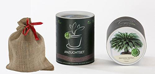 Seedeo Anzucht-Geschenkset Japanischer Palmfarn (Cycas revoluta)