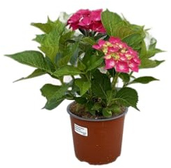 Hortensia Rosa en Maceta Planta Decorativa para Jardines y Terrazas