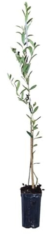 Planta de Olivo Arbequina | Árbol de Olivo Joven 60–90 cm | Variedad Resistente al Frío, Ideal para Producción de Aceite y Jardineria (5)