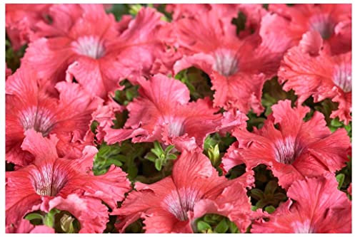 PREMIER SEEDS DIRECT Petunia FIMBRIATA- Aphrodite F1 - Salmon - 40 PELLETS