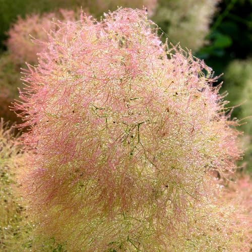 Pianta vera di Cotinus coggygria Young Lady - Diametro Vaso Ø 19 cm