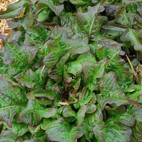 Park Seed, Bronze Beauty Heirloom Lettuce Seeds, Pack of 1000