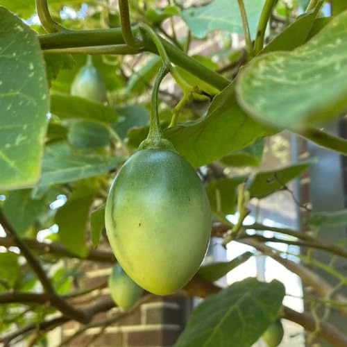 Semi di tamarillo - serre da balcone da frutto colonnari di pomodoro vecchie varietà frutto colonnare raro esotico semi resistenti 55pcs