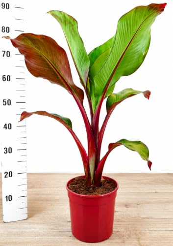 POWERS TO FLOWERS - OFFERTA ULTIMI 10 PEZZI!! BANANO MAURELII, PIANTA DEL BANANO ROSSO, VASO 20CM, pianta vera