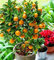 Naranja NO-GMO Mini árbol Balcón Patio Árboles frutales en macetas Planta Kumquat Mandarina Cítricos 10 Jardín