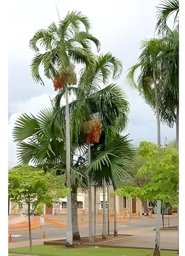 10 Graines de Palmier de Darwin - Carpentaria acuminata - Arbre tropical Ornement - Jardin - 285