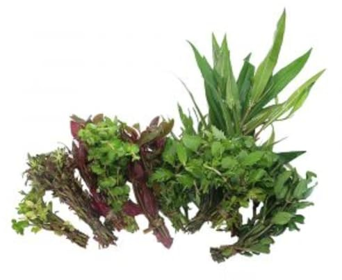 Live Aquatic Plants Bundle, Mixed Hardy Varieties, 4-8 Stems Per Plant, Pack of 3