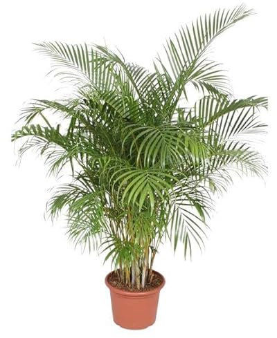 Goldfruchtpalme Dypsis Lutescens – Areca-Palme – 200cm hoch – Ø40cm – Große tropische Zimmerpflanze mit federartigen Blättern – Pflegeleicht & dekorativ