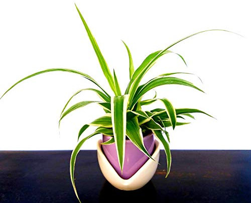 POWERS TO FLOWERS - CHLOROPHYTUM, FALANGIO MINI IN VASO CERAMICA TULIPANO, ideale per scrivania, pianta vera