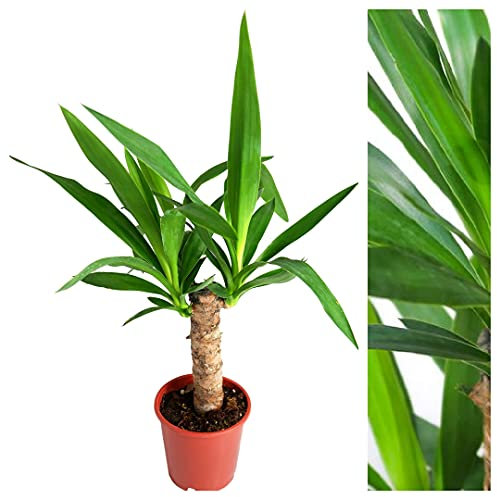 Yucca Elephantipes Spinless - Evergreen Indoor Houseplant in 12cm Pot - Indoor Yucca Plant Around 30-40cm in Height
