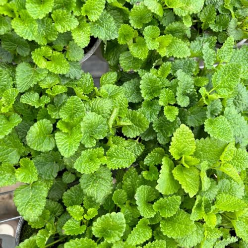 semi di melissa resistenti, giardino da interno melissa biologica di perenni primaverili, resistenti 800pcs