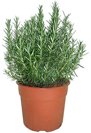 Romero Natural 10cm Planta Natural Aromática en Maceta Pequeña