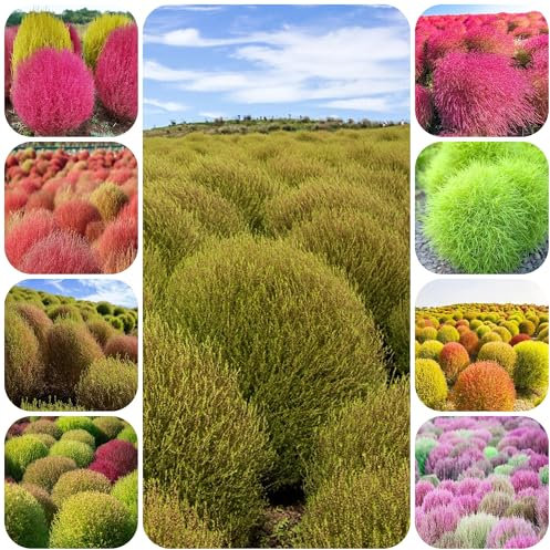 Kochia scoparia samen - zimmerbonsai bonsai pflanzensamen büropflanzen - Seltene pflanzen serie - saatgut alte sorten kräutersamen pflanzen samen hochbeete für garten wildkräuter samen 550pcs