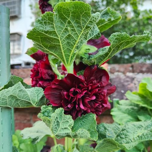 Semi di malvarosa, Alcea rosea, resistenti per il giardino Semi di malvarosa, decorazioni floreali, rare semi di perenni 250pcs