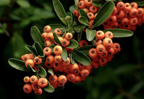 Piracanta arancione nana Pyracantha coccinea Navaho Agazzino pianta da siepe sempreverde in vaso 9x9 cm Vivaio di Castelletto
