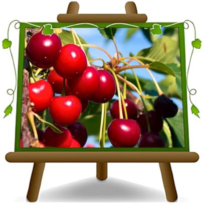 EURO PLANTS VIVAI Pianta vera di Ciliegio varietà  Dolce Durone Nero II di Vignola  2 anni di età