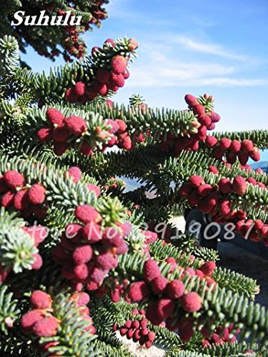 50 Semillas Abeto Nordmann Coreano (Árbol de Navidad, Coníferas) - Abies Tree House Garden Bonsai plantando semillas frescas en el aire, 3
