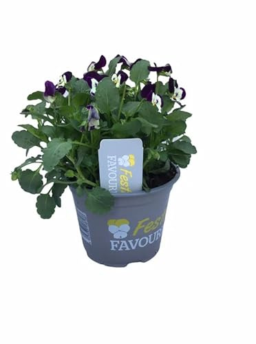 Pensamiento Vivo en Maceta – Planta Natural de Temporada con Colores Intensos