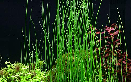 Tropica Eleocharis sp No. 132D Aquarium Plant