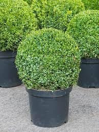 Neue frische 100 Stück Buchsbaum-Pflanzensamen