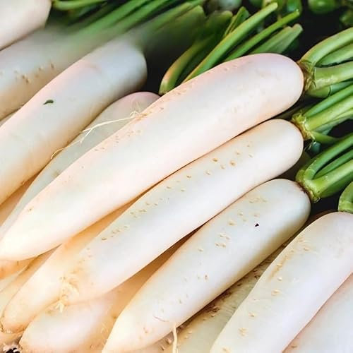 Radish Astor - 400 Seeds + Freebie + Plant Tag - Raphanus sativus