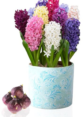 Jacinthes parfumées (15 pièces) Collection, 5 variétés, 3 de chaque couleur, vivaces, résistantes à l'hiver Mélange de bulbes, mélange de Hollande pour jardin, pot, verre (gros bulbes de Jacinthe)