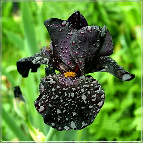 Iriszwiebeln, Blumenzwiebeln Garten, Balkon,Bartiris,GartenblumenEleganz, Stauden,Winterhart,Winterhart Mehrjährig,Iris,Schwertlilien-4zwiebeln-E