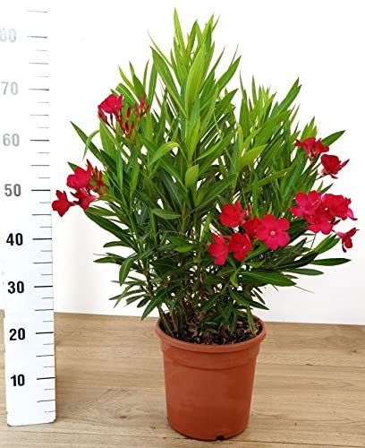 POWERS TO FLOWERS - OLEANDRO ROSSO, vaso 22cm diametro, pianta vera