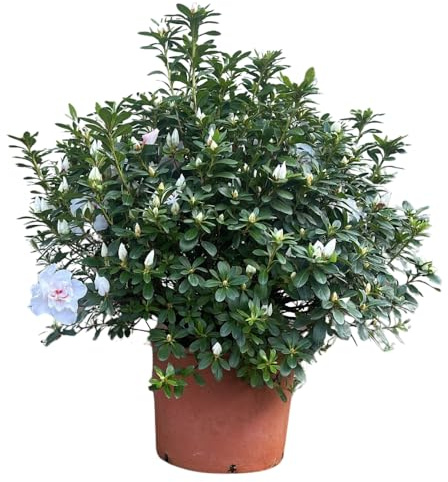 Azalea da Esterno in Vaso 28 Cm | Pianta Acidofila Sempreverde Italiana | Chioma 65–75 cm | Fioritura Primaverile | Vaso Riciclato (Rosso fiore semplice)