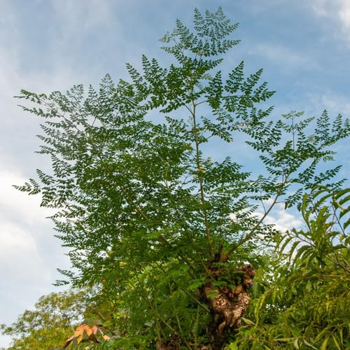 moringa de interior hoja verdes orgánicas exóticas sombra 30semillas