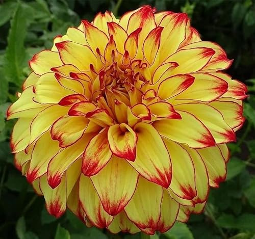 Votaniki Dahlia Lady Darlene Bulb for Plant - Perennial Dahlia Bulb | Rich Golden Yellow Petals with Red Tips (2 Pack)