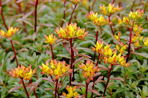 Orange Fetthenne 70 Samen, Sedum Floriferum, Mauerpfeffer